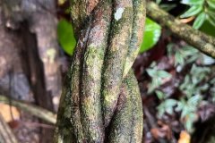 a194830494639403181c74959a6e65a869678769